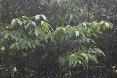 Polyalthia fragrans