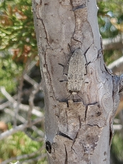 Spectralia robusta