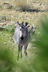 Equus zebra hartmannae