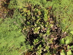 Penstemon barrettiae