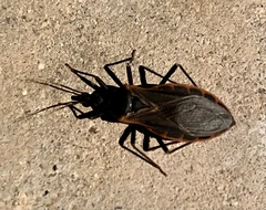 Triatoma rubida
