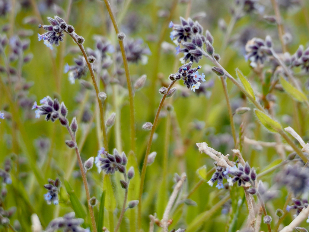 Myosotis discolor