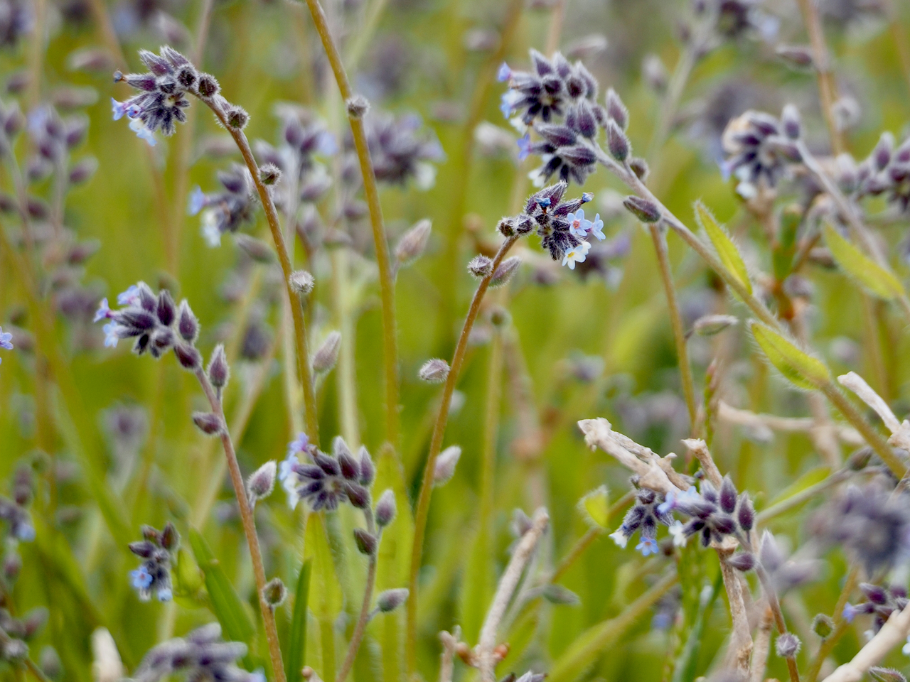 Myosotis discolor