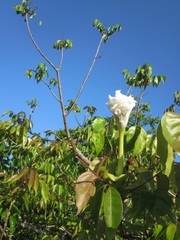 Dolichandrone spathacea