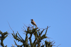 Certhilauda subcoronata
