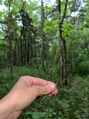 Poa sylvestris