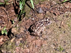 Incilius coccifer