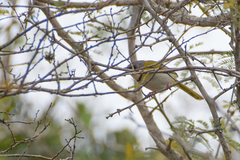 Apalis ruddi