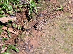 Incilius coccifer