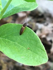 Dolerosomus silaceus