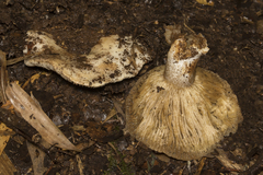 Russula austrodelica
