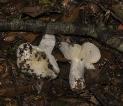 Russula fuegiana