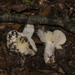 Russula fuegiana - Photo (c) Pablo Silva, some rights reserved (CC BY-NC), uploaded by Pablo Silva