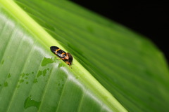 Okiscarta uchidae