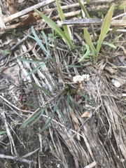 Lomatium piperi