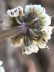 Lomatium piperi