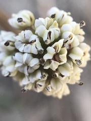 Lomatium piperi