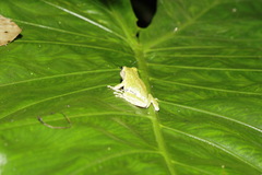 Kurixalus berylliniris