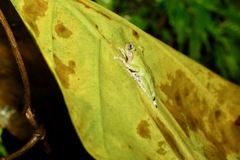 Kurixalus berylliniris