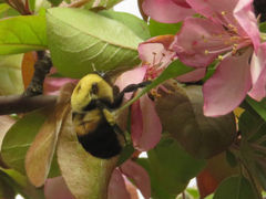 Bombus griseocollis