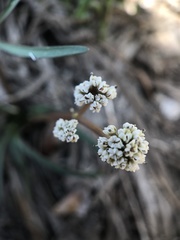 Lomatium piperi