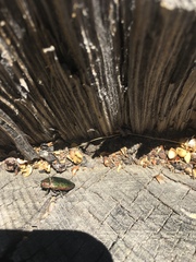 Buprestis adjecta
