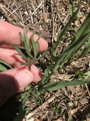 Lomatium piperi