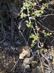 Holodiscus discolor cedrorum