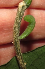 Leptosia alcesta inalcesta