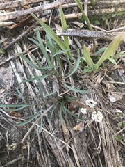 Lomatium piperi