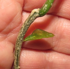 Leptosia alcesta inalcesta