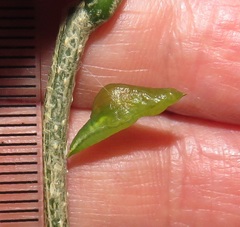 Leptosia alcesta inalcesta