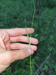 Poa sylvestris