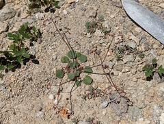 Eriogonum nutans nutans