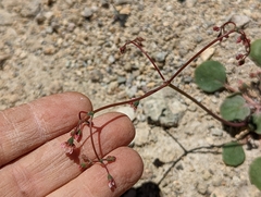 Eriogonum nutans nutans