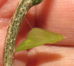 Leptosia alcesta inalcesta