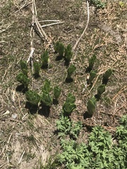 Veratrum californicum