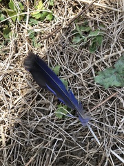 Eurystomus orientalis