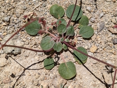 Eriogonum nutans nutans
