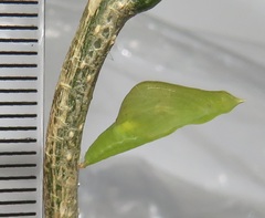 Leptosia alcesta inalcesta