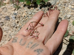 Eriogonum nutans nutans