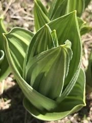 Veratrum californicum