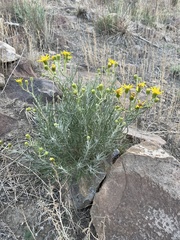 Senecio flaccidus flaccidus