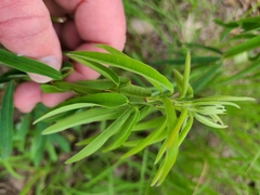 Desmodium sessilifolium
