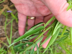 Desmodium sessilifolium