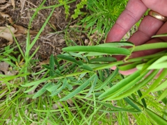 Desmodium sessilifolium
