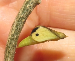 Leptosia alcesta inalcesta