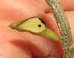 Leptosia alcesta inalcesta