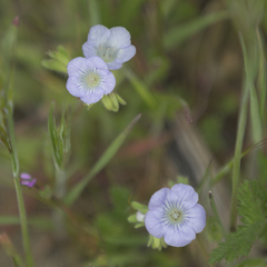 Phacelia douglasii