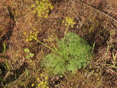 Lomatium papilioniferum